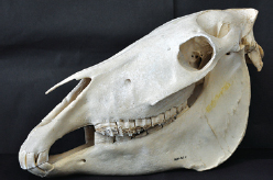 Skeleton of Kiso horse